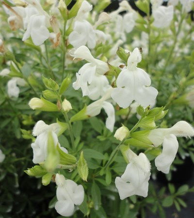 Autumn Sage White